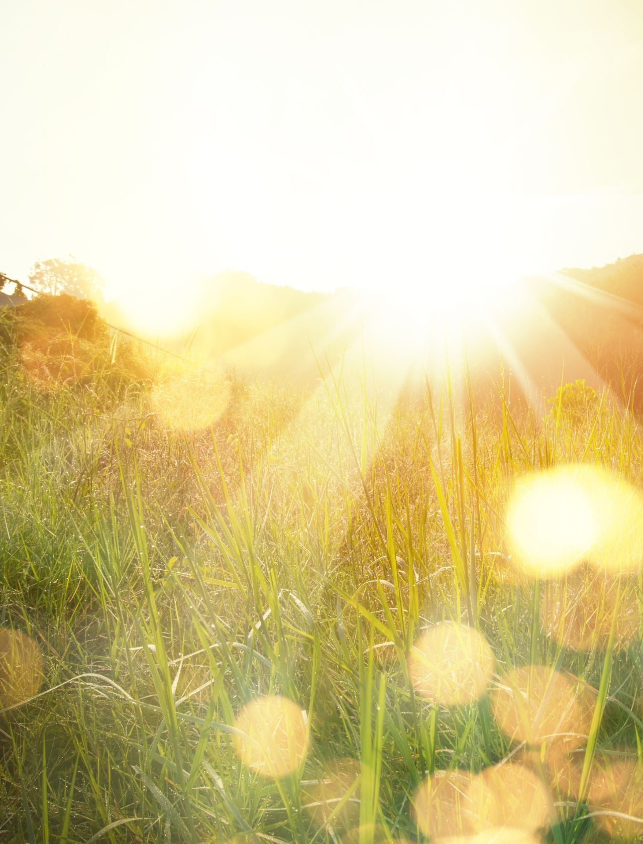Daily Essentials ohne Aloe Vera