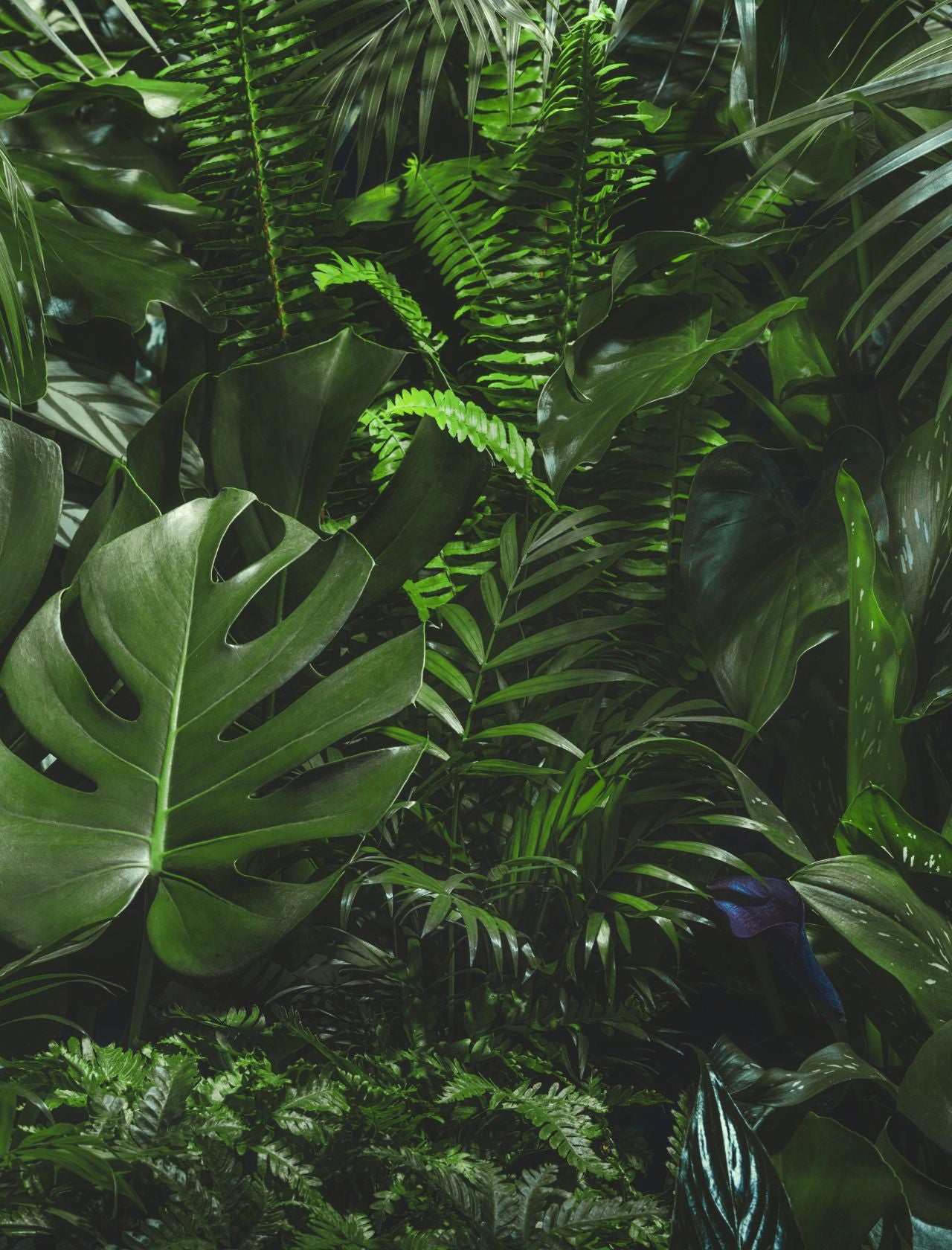 Daily Essentials mit Aloe Vera