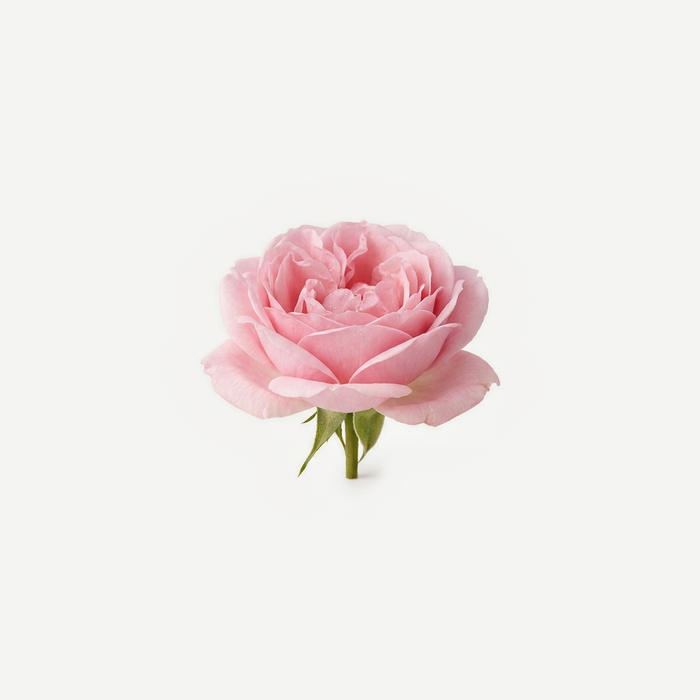 Rosenhydrolat