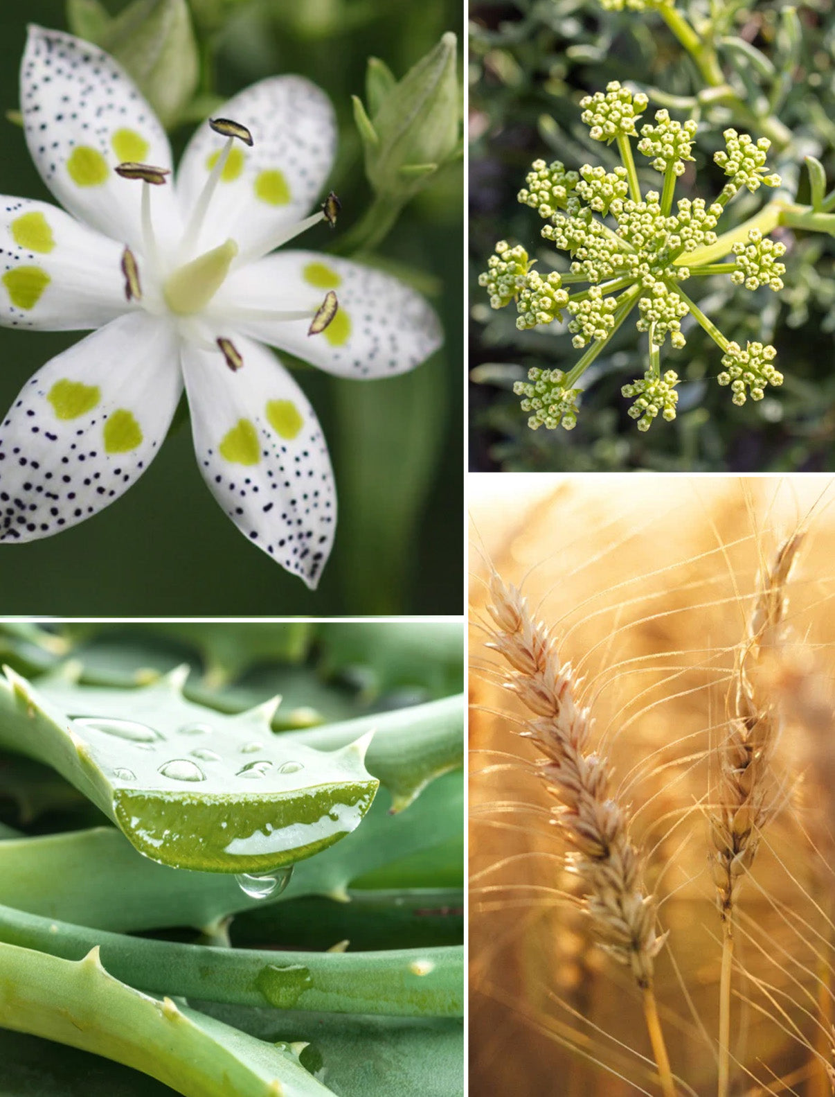 ReGen Creme+ mit Aloe Vera