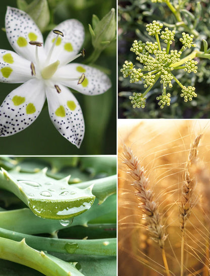 ReGen Creme+ mit Aloe Vera