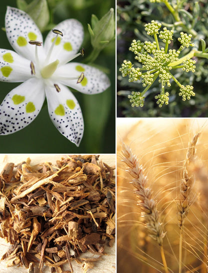 ReGen Creme ohne Aloe Vera