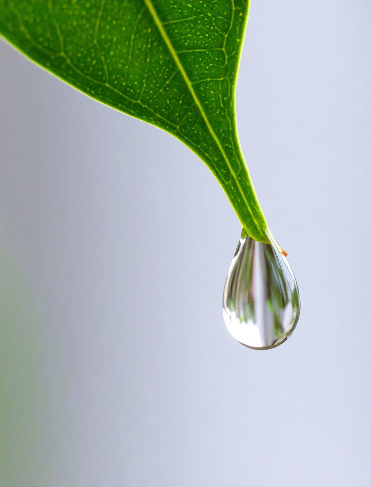 Balancing Toner