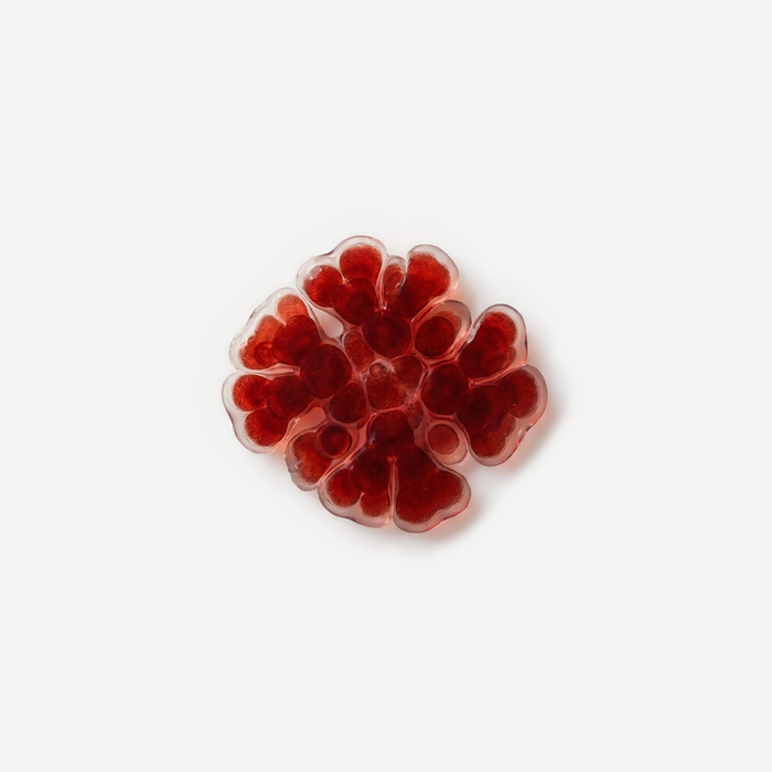 Astaxanthin