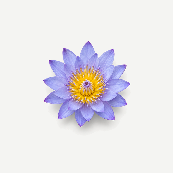 Blaue Lotusblüte
