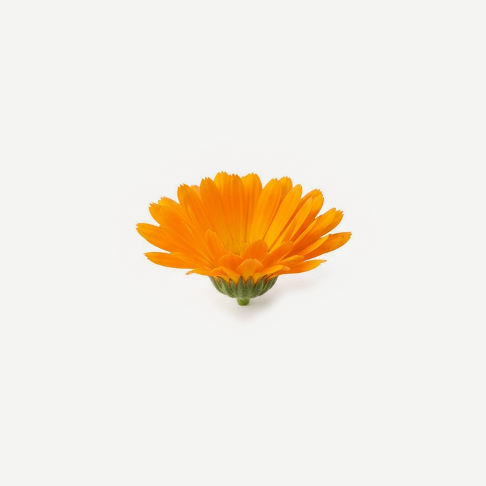 Calendula