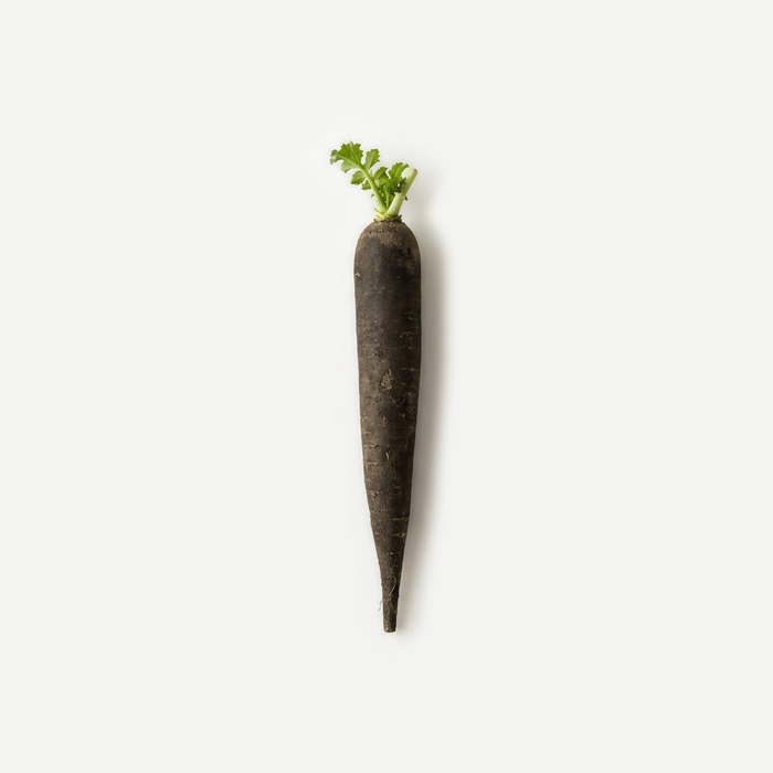 Rettichwurzel-Ferment